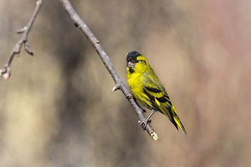 Image showing eurasian siskin, carduelis spinus