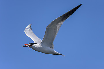 Image showing caspian tern, hydroprogne caspian, california