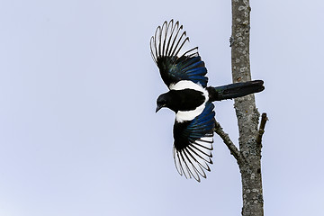 Image showing european magpie, pica pica