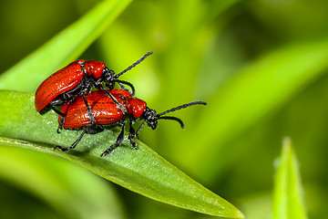 Image showing scarlet lily, lilioceris lilii