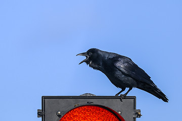 Image showing boat-tailed grackle,  quiscalus major