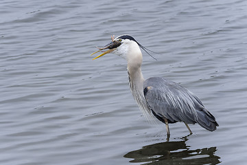 Image showing great blue heron, ardea herodias, california