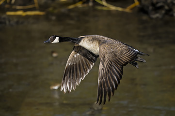 Image showing canada goose, branta canadensis