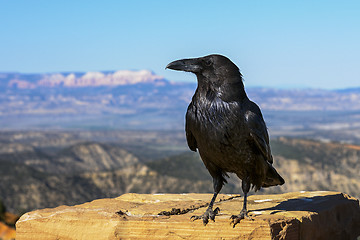 Image showing common raven