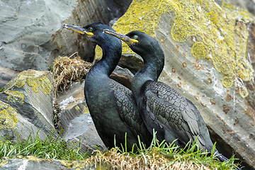 Image showing european shag, phalacrocorax aristotelis