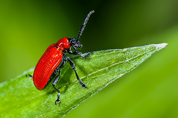 Image showing scarlet lily, lilioceris lilii