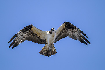 Image showing osprey, pandion haliaetus