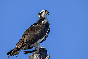 Image showing osprey, pandion haliaetus