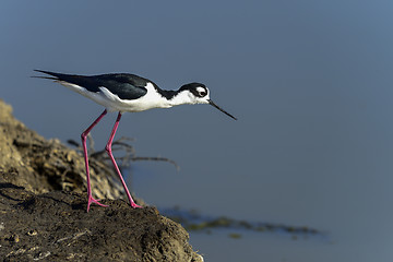 Image showing black-necked stilt, don edwards nwr, ca