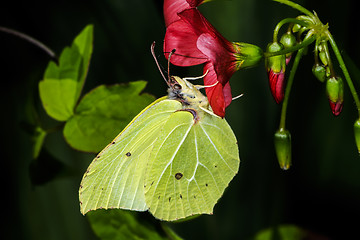 Image showing brimstone, gonepteryx rhamni