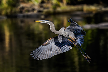 Image showing great blue heron, ardea herodias