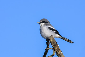 Image showing lanius ludovicianus, loggerhead shrike