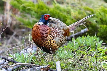 Image showing common pheasant, phasianus colchicus