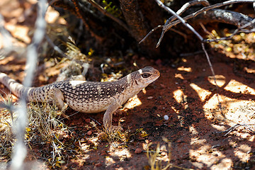 Image showing desert iguana, valley of fire, nv