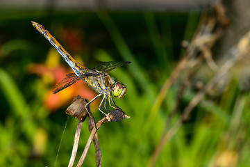 Image showing sympetrum vulgatum, vagrant darter