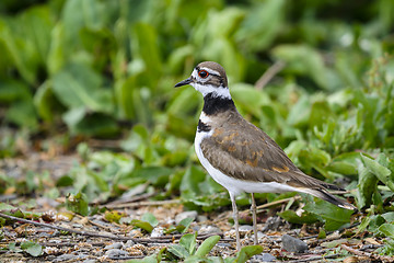 Image showing charadrius vociferus, killdeer