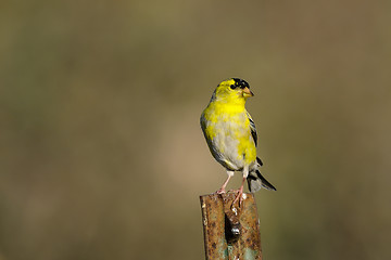 Image showing carduelis tristis, american goldfinch