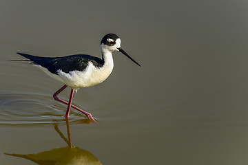 Image showing black-necked stilt, don edwards nwr, ca