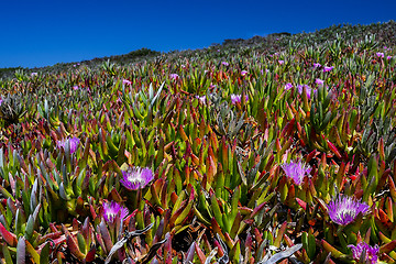 Image showing carpobrotus chilensis, sea fig