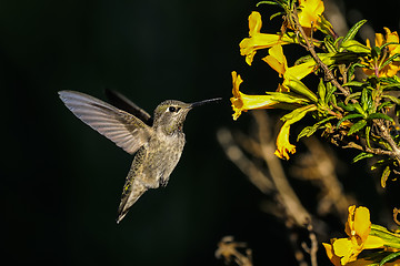 Image showing anna\'s hummingbird, calypte anna
