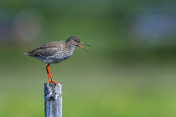 Image showing common redshank, tringa totanus