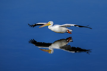 Image showing american white pelican, pelecanus erythrorhynchos