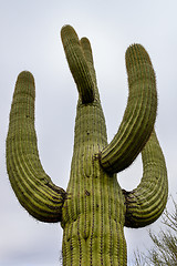 Image showing saguaros at saguaro national park, az