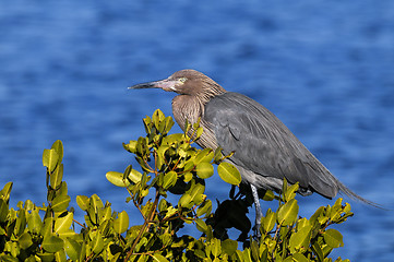 Image showing reddish egret,  egretta rufescens