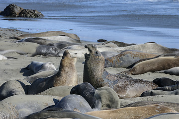 Image showing northern elephant seal, california