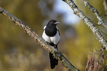 Image showing european magpie, pica pica