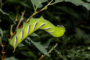 Image showing privet hawk moth, espoo