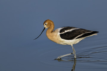 Image showing american avocet, recurvirostra americana