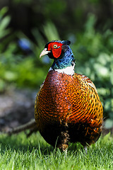 Image showing common pheasant, phasianus colchicus