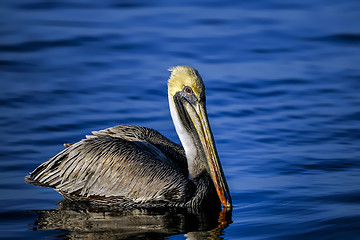 Image showing brown pelican, pelecanus occidentalis