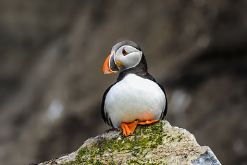 Image showing atlantic puffin, fratercula arctica