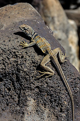 Image showing great basin collared lizard, crotaphytus bicinctores, death vall