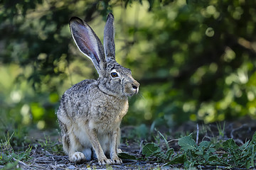 Image showing black-tailed jackrabbit, lepus californicus