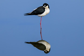 Image showing black-necked stilt, himantopus himantopus mexicanus