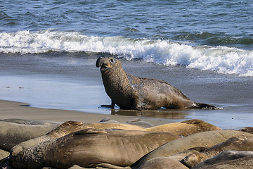 Image showing northern elephant seal, california