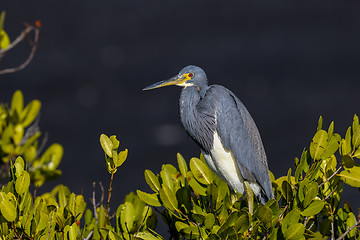 Image showing egretta tricolored, louisiana heron, tricolored heron