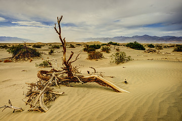 Image showing dunes, death valley, ca