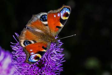 Image showing peacock, inachis io