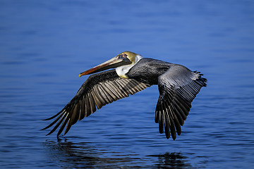 Image showing brown pelican, pelecanus occidentalis