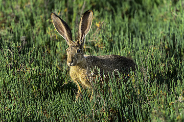 Image showing black-tailed jackrabbit, don edwards nwr, ca