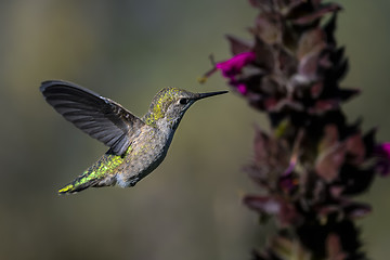 Image showing anna\'s hummingbird, calypte anna