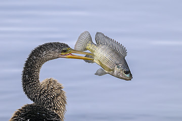 Image showing anhinga, anhinga anhinga, water turkey