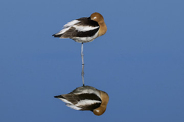 Image showing american avocet, recurvirostra americana