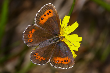 Image showing arran brown, erebia ligea