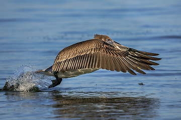 Image showing brown pelican, pelecanus occidentalis