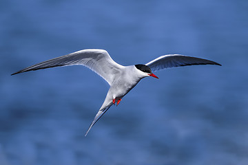 Image showing arctic tern, sterna paradisaea